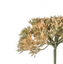 Achillea Blush Stems - 3 Pack - Wreaths & Plants