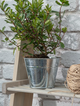 Medium Steel Plant Pot - Planters, Vases & Bowls