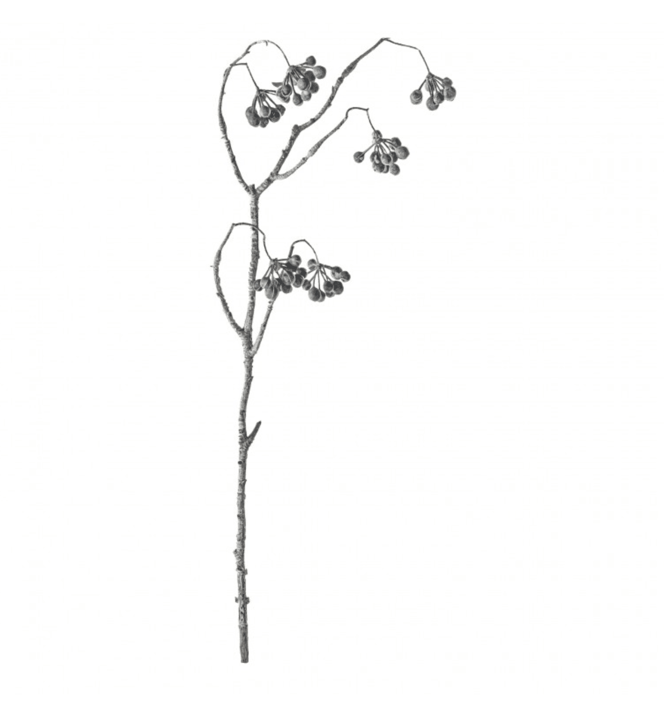 Tall Berry Spray - Wreaths & Plants