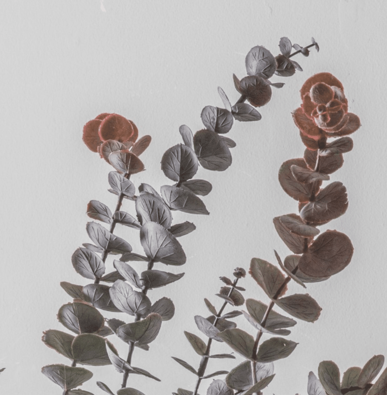 Tall Eucalyptus Spray - Dusky Blush - Wreaths & Plants