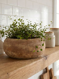 Small Terracotta Plant Pot