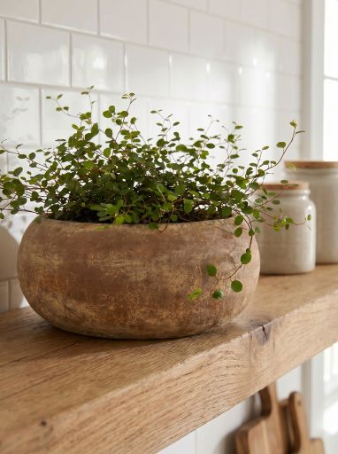 Small Terracotta Plant Pot