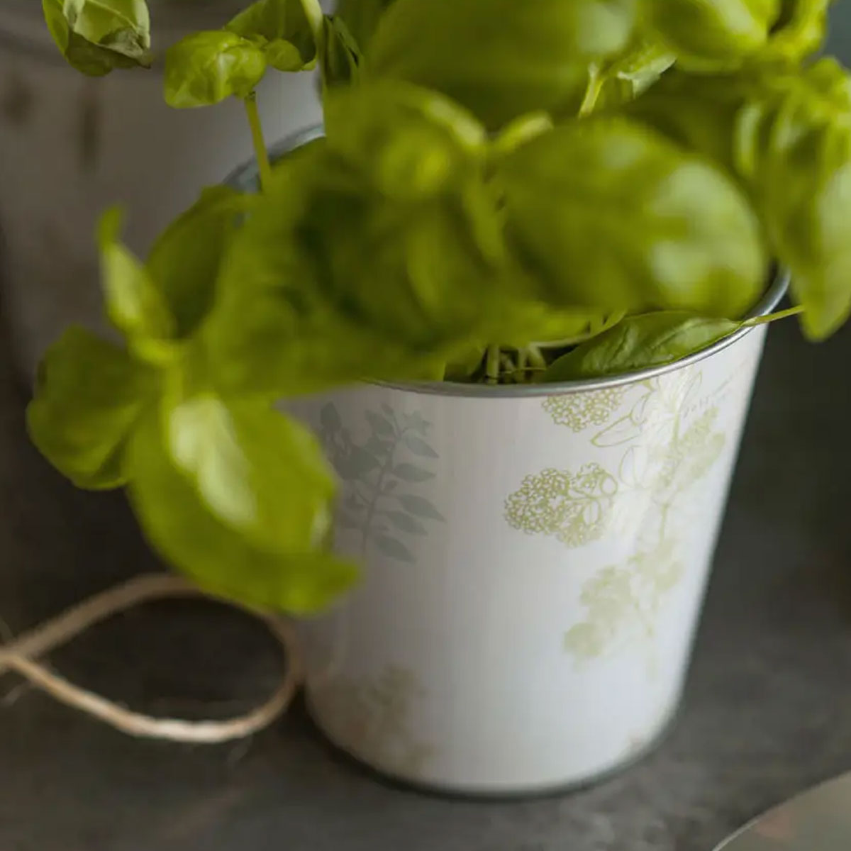 Set of Plant Pots & Tray - Planters, Vases & Bowls