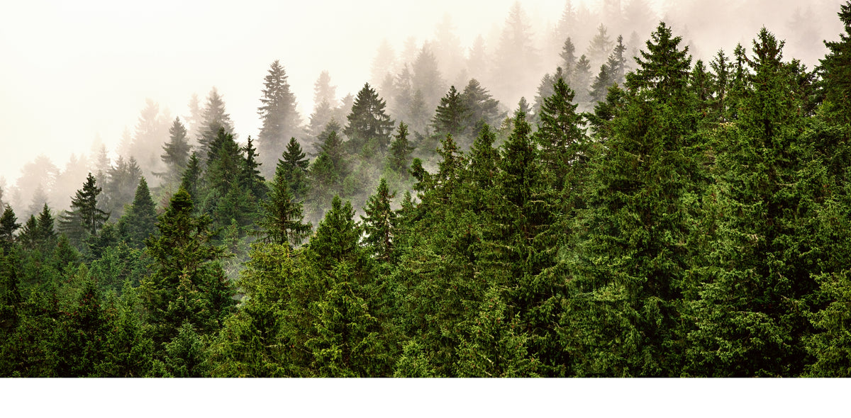 Trees landscape