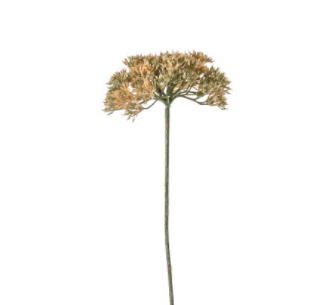Achillea Blush Stems - 3 Pack - Wreaths & Plants