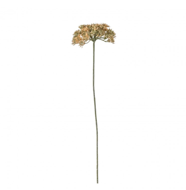 Achillea Blush Stems 3 Pack