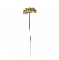 Achillea Blush Stems - 3 Pack - Wreaths & Plants