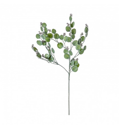 Honesty Spray Dusky Green - Wreaths & Plants