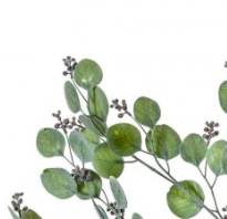 Honesty Spray Dusky Green - Wreaths & Plants